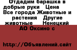 Отдадим барашка в добрые руки › Цена ­ 1 - Все города Животные и растения » Другие животные   . Ненецкий АО,Оксино с.